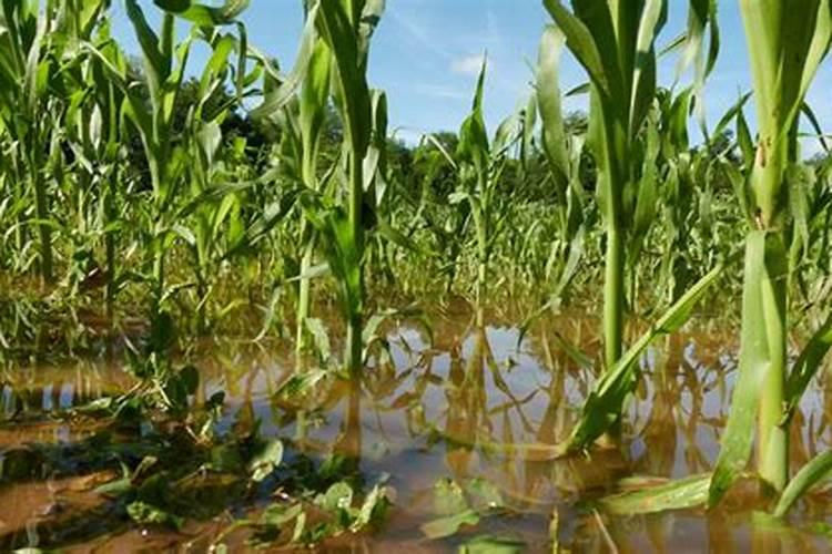 黄柏的功效和作用