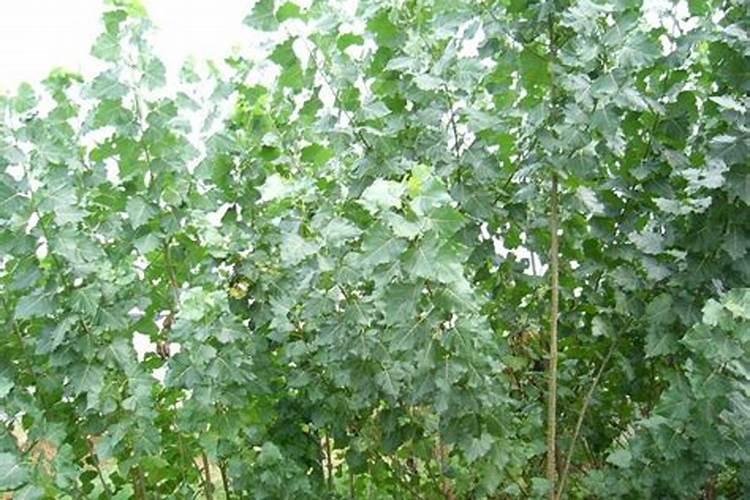 杨树苗施肥的最佳时间施什么肥生长更旺盛
