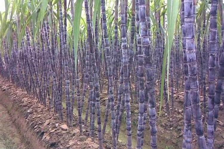甘蔗种植过程中该怎么施肥？