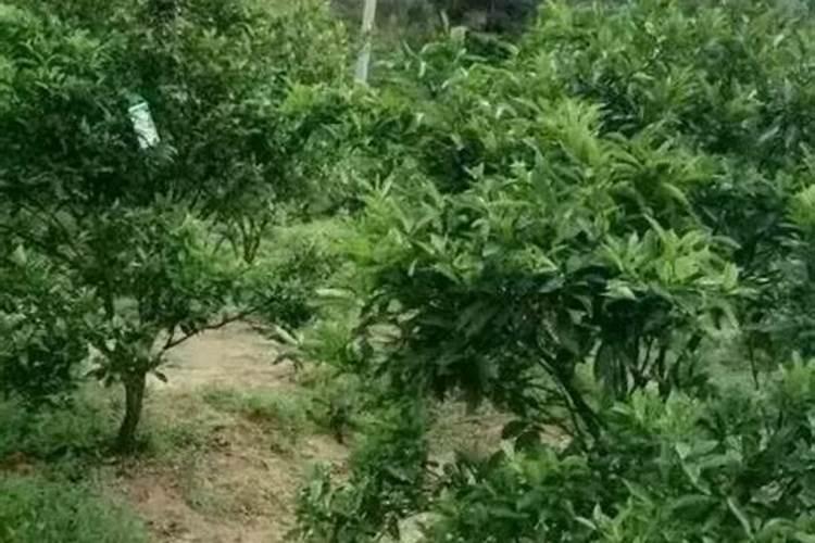 秋季君子兰怎样施肥