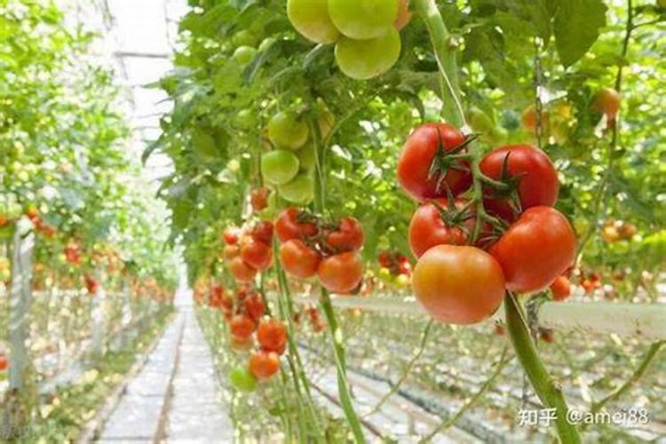 下雨时可以给果树散水溶肥吗？