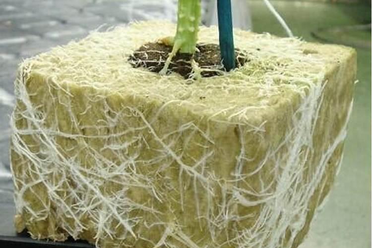 种植过程中草莓需要补钙吗 怎么给草莓苗补钙 草莓缺钙怎么办用什么补...