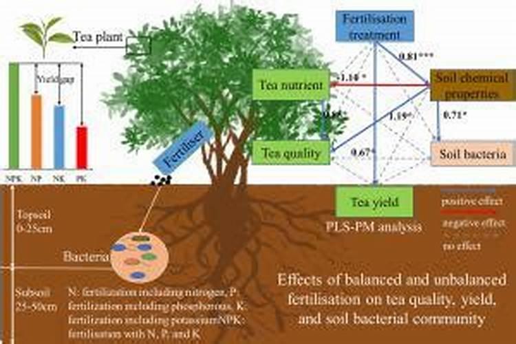 底肥对茶树有什么意义
