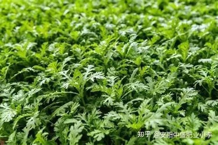 钙镁硼锌铁叶面肥啥时用最好