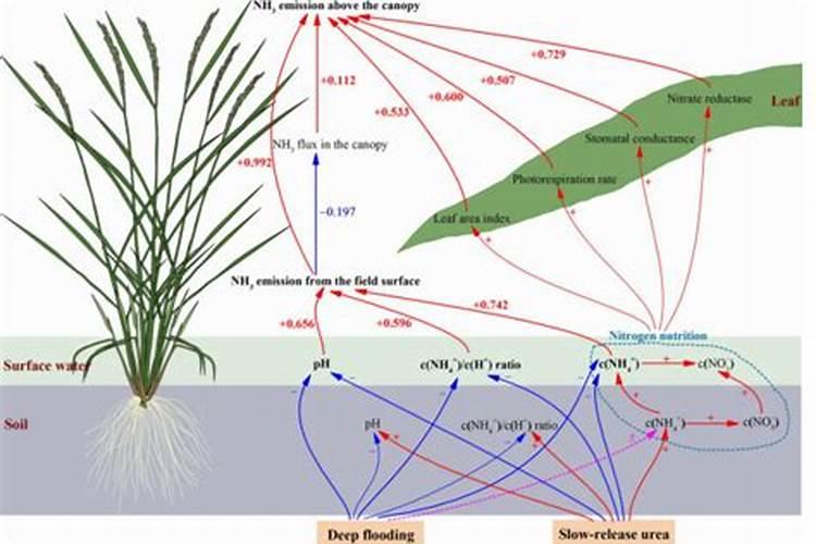 氮肥的主要成分和作用,怎么在家自制