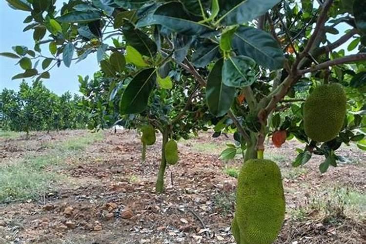 让树木快速生长的肥料树木施肥方法