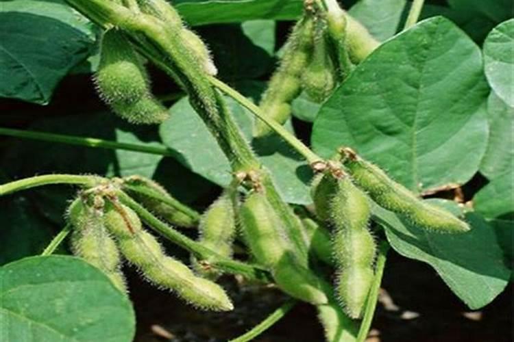 种毛豆用什么土比较好