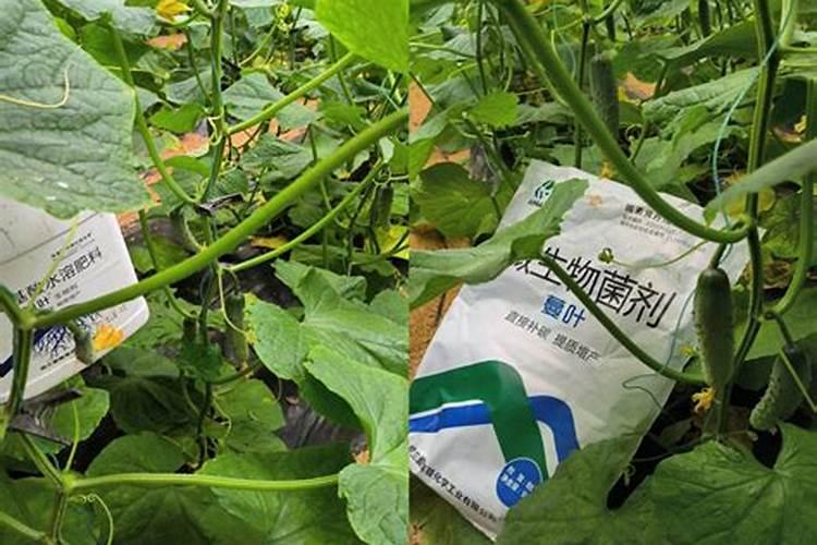 水稻叶面肥哪种好 如何正确喷施