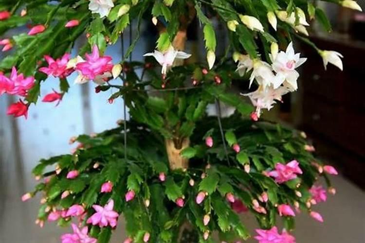 硝酸钾是什么肥料