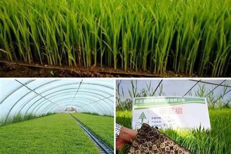 芸苔素内酯水稻使用量