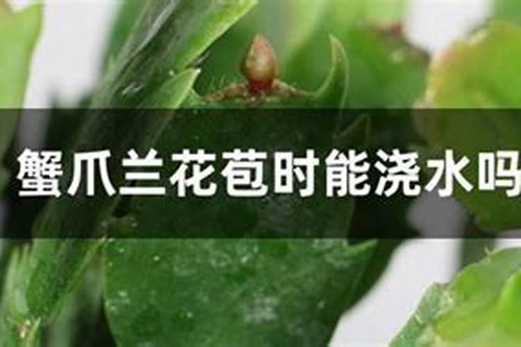 蟹爪兰花芽时如何上肥