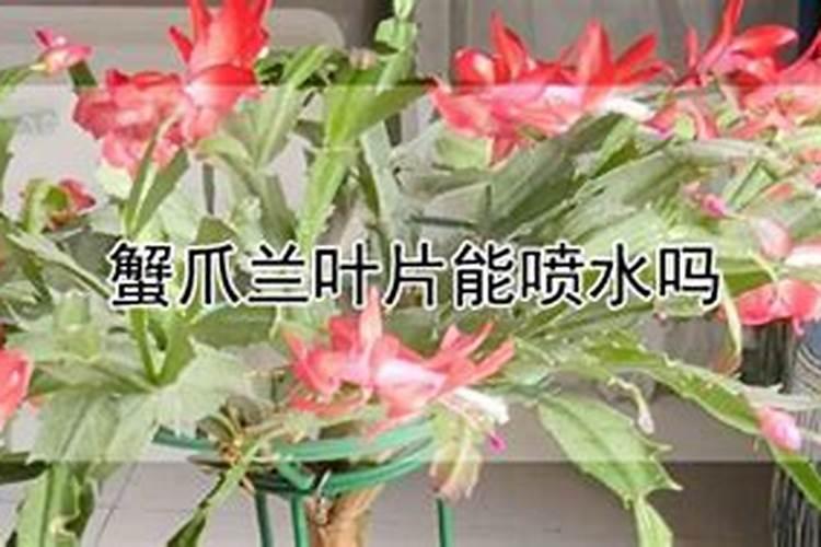 蟹爪开花几天浇一次水 如何给开花的蟹爪兰浇水