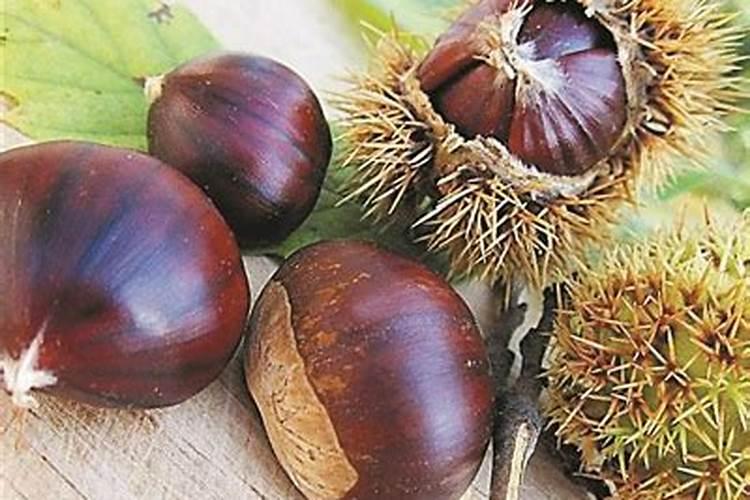 海棠浇水时间和正确方法