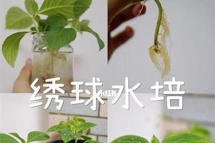 绣球花施肥时间和方法