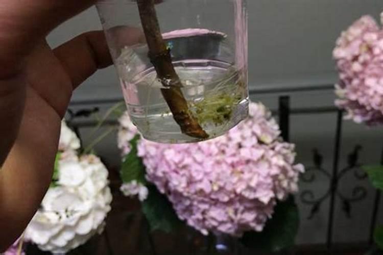 绣球花好养活吗