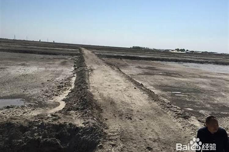 桃树补钙用什么好钙肥