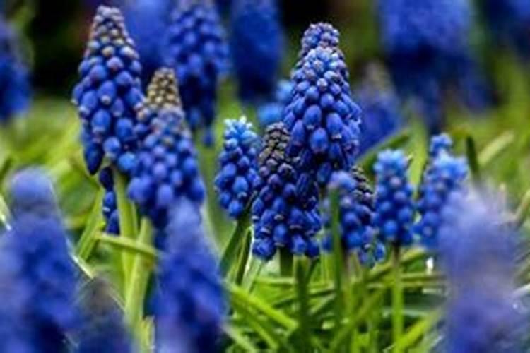 枸杞叶子上好像是白粉病,但是上面有小泡泡是怎么回事啊？