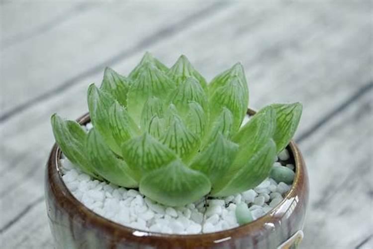 冰灯玉露怎么施肥,春秋施加稀薄液肥