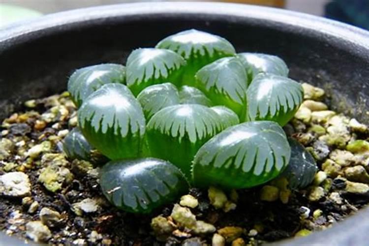 西瓜的施肥方法,用什么肥？