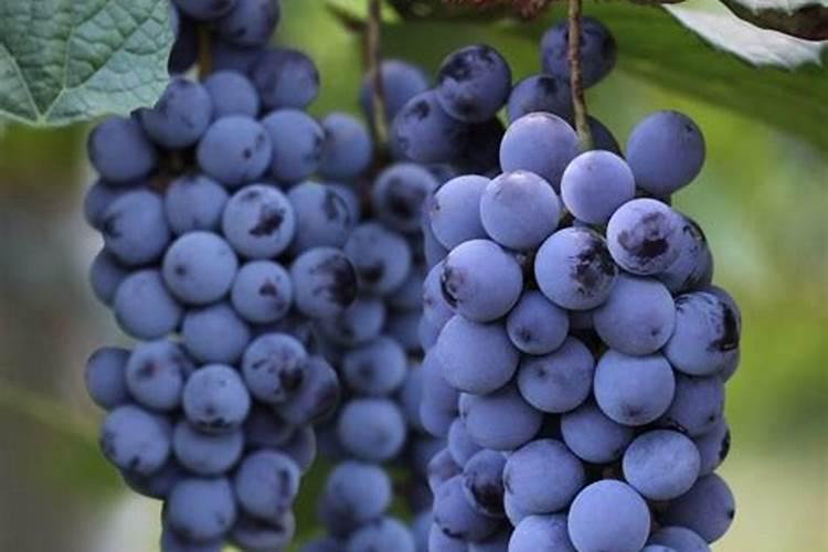 天脊16620硝酸钾水溶肥的批发价格是多少？