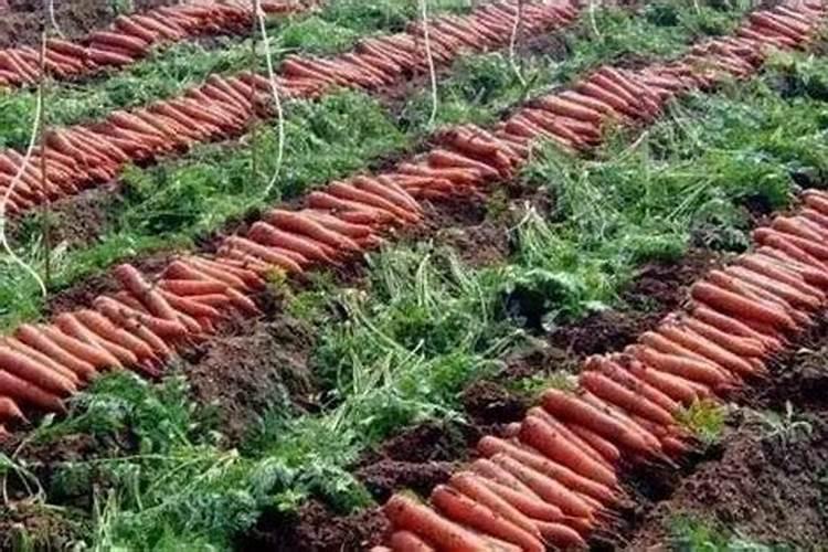 我最近在阳台花盆里发现许多不明根须,只有根没有苗,繁殖能力非常强,一 ...