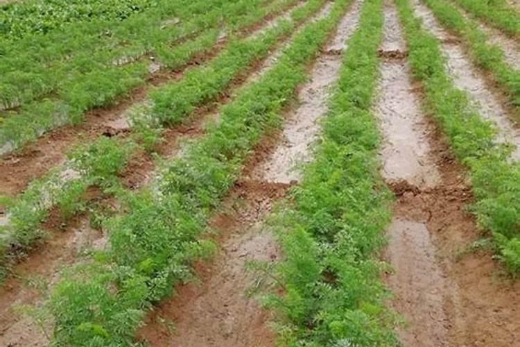 胡萝卜施什么肥最好