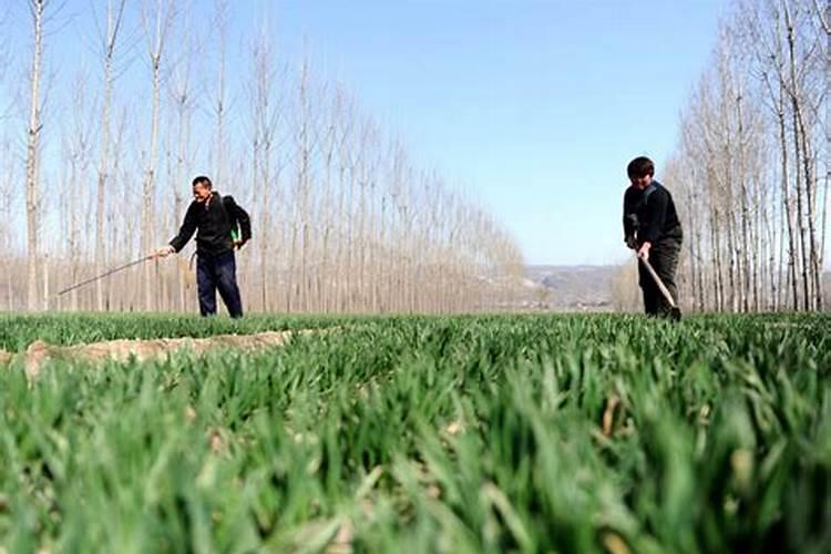 麦子施肥时间及方法