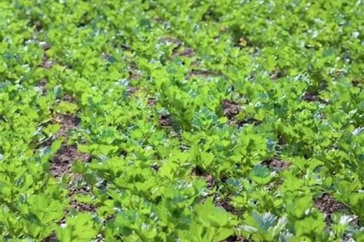 金太龙叶面肥专用哪些植物