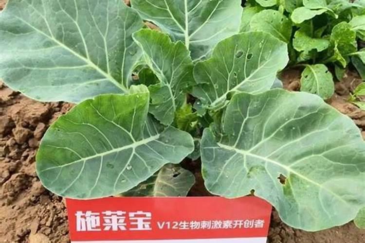 辛朋磷酸二氢钾喷花菜有什么作用？