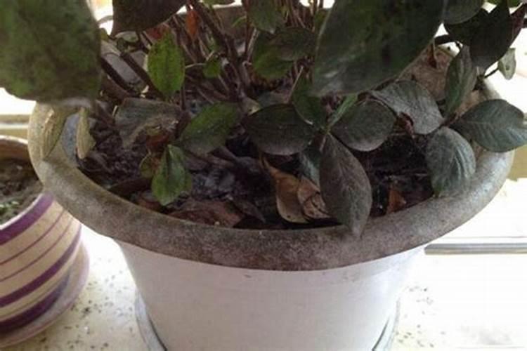 栀子花黑叶了是怎么回事 栀子花叶子发黑该怎么补救