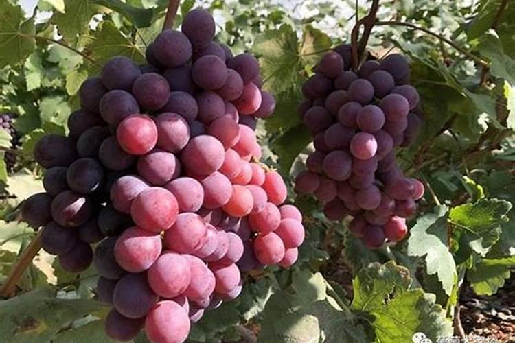 无花果施肥的正确方法