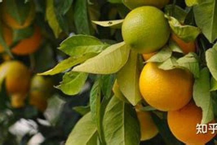 水溶性复合肥有哪些