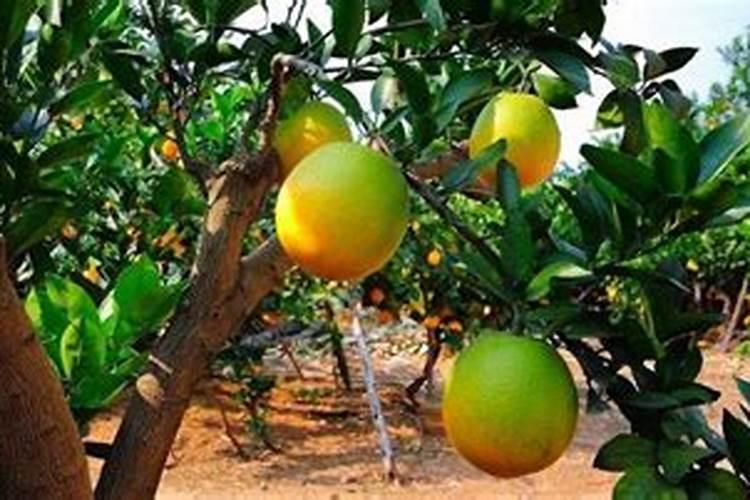 水溶肥水溶肥料的种类