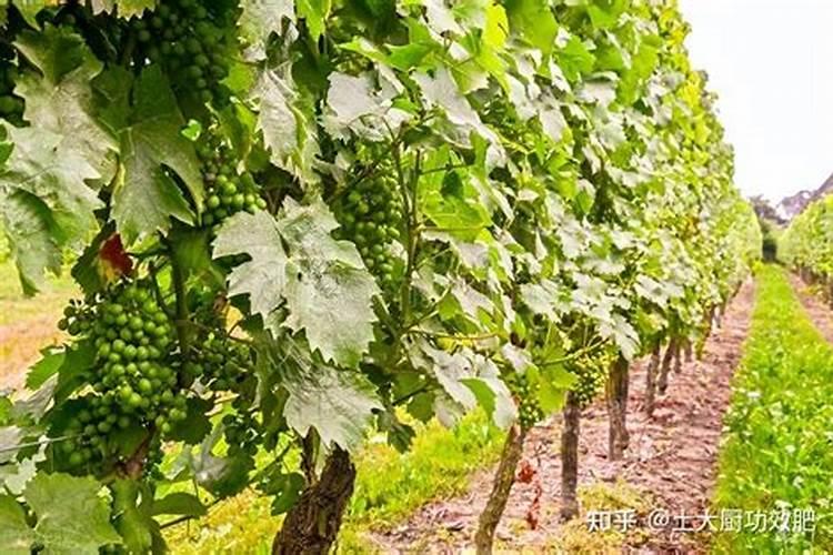 打完叶面肥多久可以打除草剂