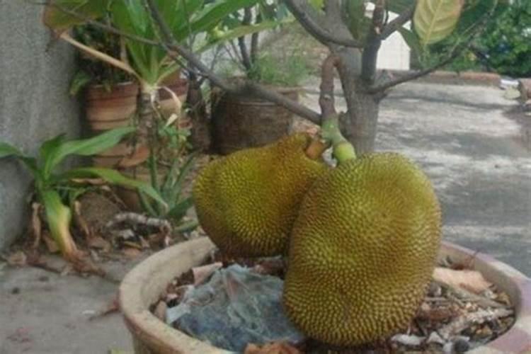 花生用什么农药好