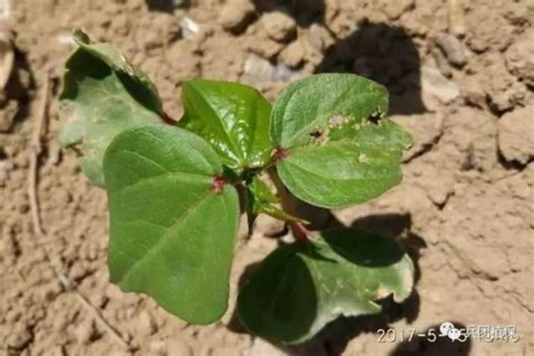 鱼缸里长绿藻了 怎么办？