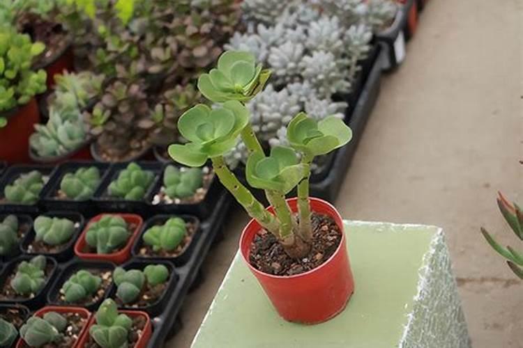 求问这是什么蔬菜!？