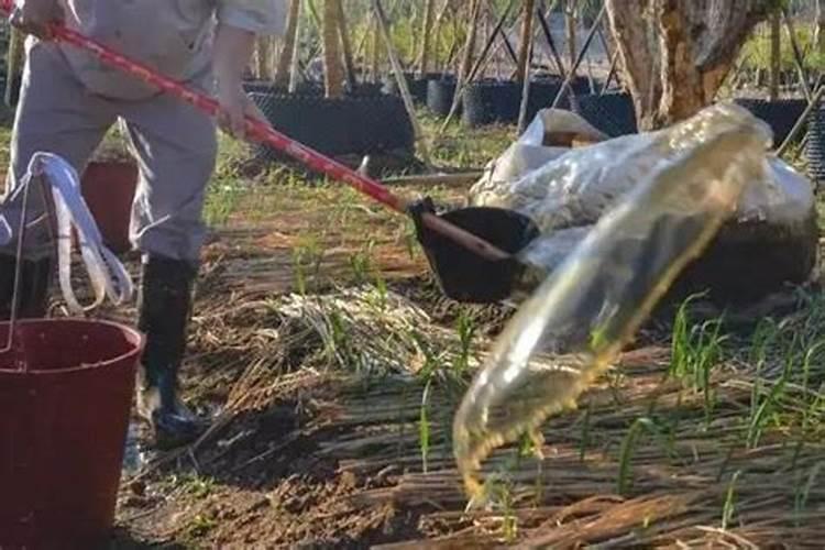 棉花多高打顶合适,打顶后几天打缩节胺