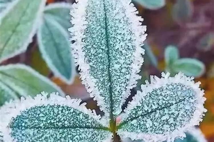 幸福树叶子冻紫了怎么补救