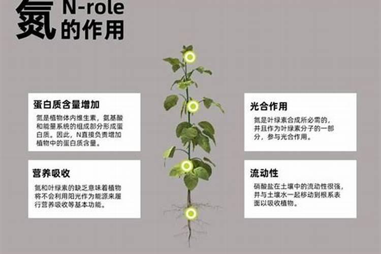 钾肥的主要成分