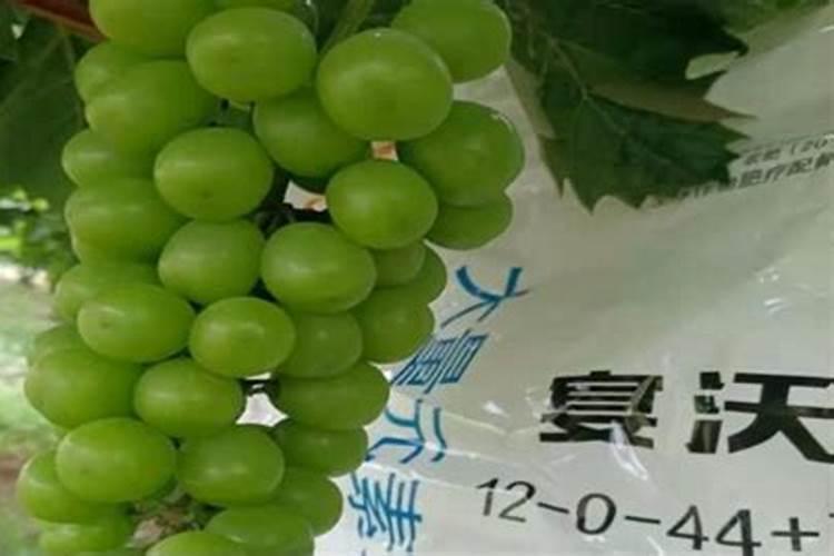 水果施什么肥料可以增加糖份