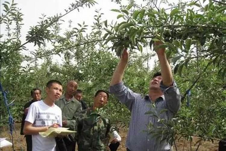 苹果树67月能施肥么？