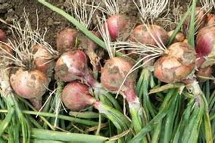 洋葱喜欢什么肥料