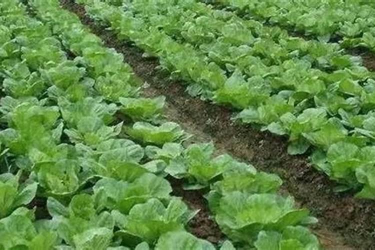 种植生菜如何科学施肥