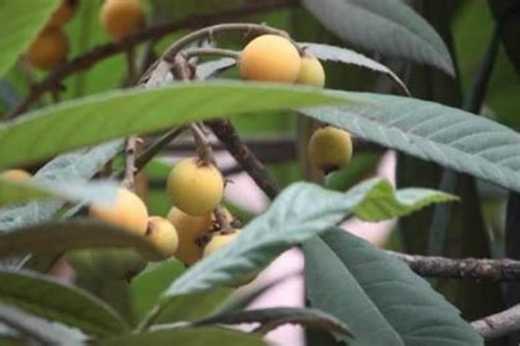 枇杷树用什么肥料最好