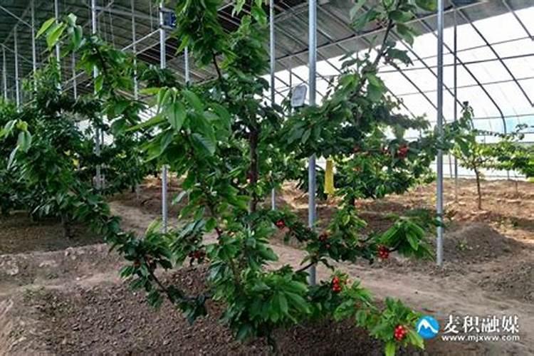 大棚樱桃什么时候冲高钾肥？