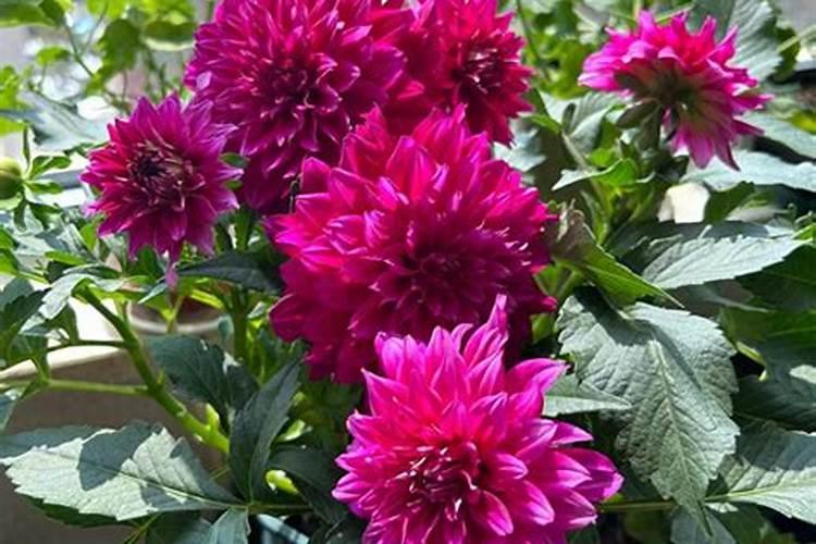 俄罗斯十大化肥品牌、化肥销量排行榜前十名