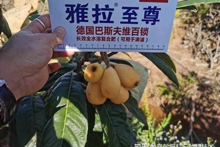 枇杷高产种植技术要点