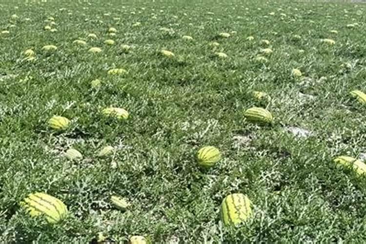 什么是磷肥 天然的磷钾肥有哪些