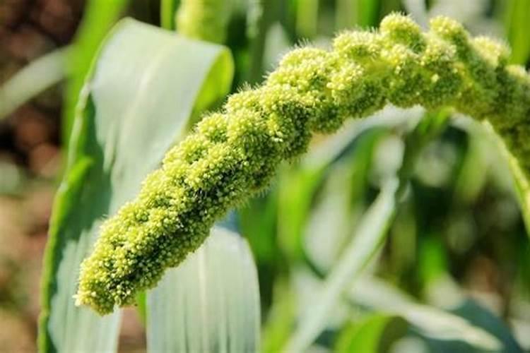 玉米施氮磷钾各有什么作用
